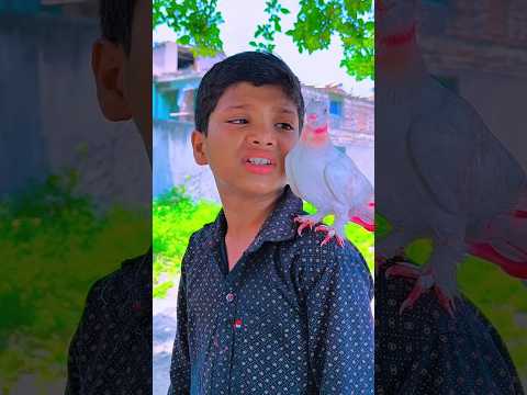 বন্ধুত্ব কাটুস ছাগল🕊️❤️Animals#birds#pigeon #katuskutus#pigeon#কবুতর#katus#shorthistory#viralvideo