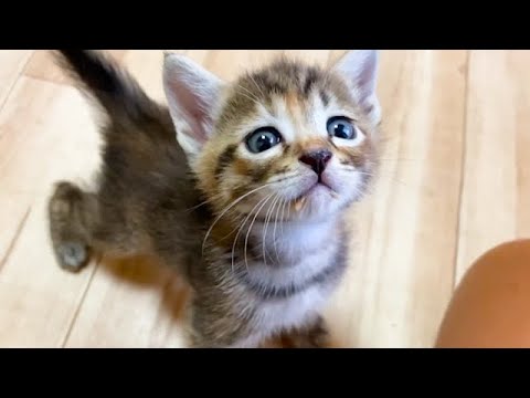 子猫が口にご飯をつけながら見つめてくる理由