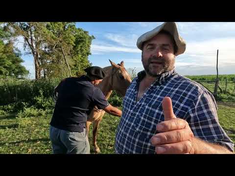 COMO HACER DE LAZO UN CABALLO - VIDA CAMPESTRE