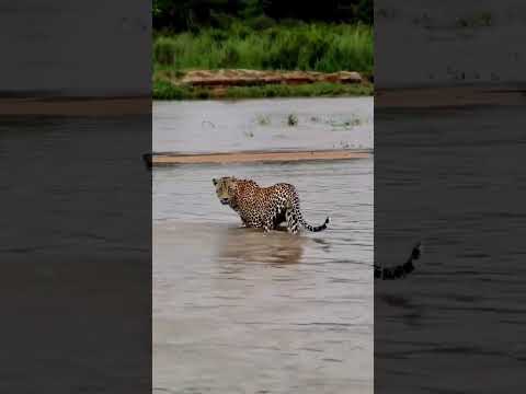 lion stalking baby leopard
