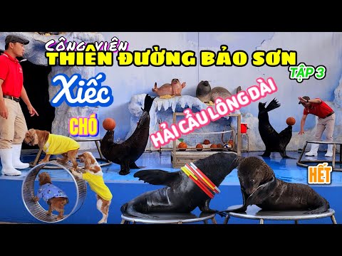 Công viên Thiên Đường Bảo Sơn (Hà Nội) - Tập 3: Đã mắt xem 2 bạn Hải Cẩu biểu diễn xiếc siêu đỉnh