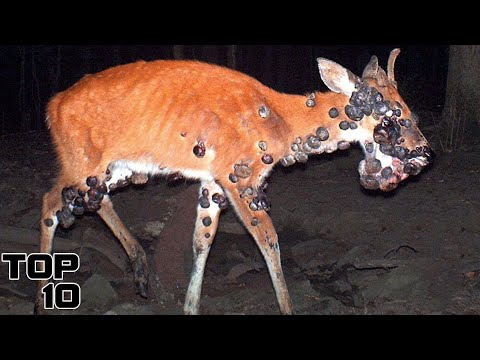 Top 10 Dark Things Found In Chernobyl - Part 2