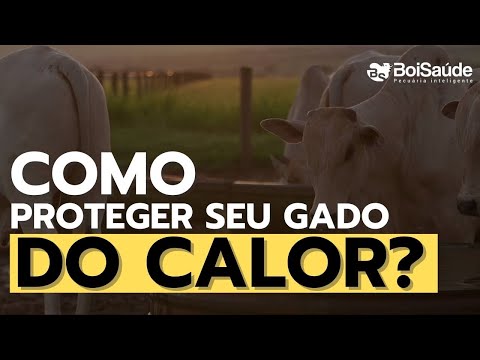 COMO PROTEGER O GADO DO CALOR?