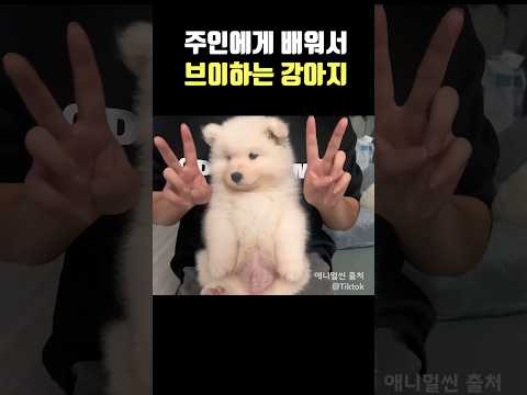 주인에게 배워서 브이하는 강아지