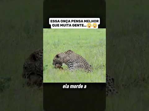Essa onça pensa melhor que muita gente #cinemacurto #curiosidades #vocesabia #documentário