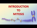 Mitosis and Cell Division Concepts