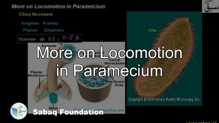More on Locomotion in Paramecium