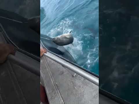 Hand line FISHING that's off its head! #fishing #fyp #viral
