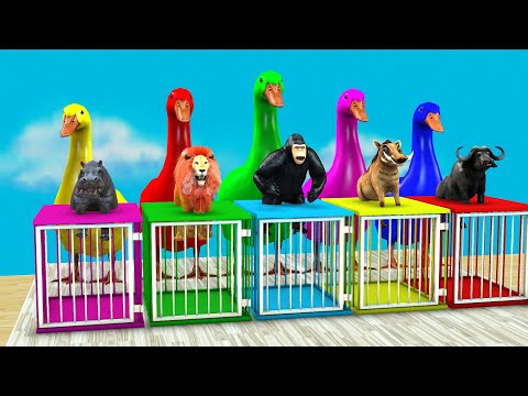 Cow Elephant Tiger Gorilla Hippo 3d Animal Long Slide Game Funny 3d Paint Animals Cage Game