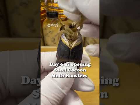 opening moth booster packs