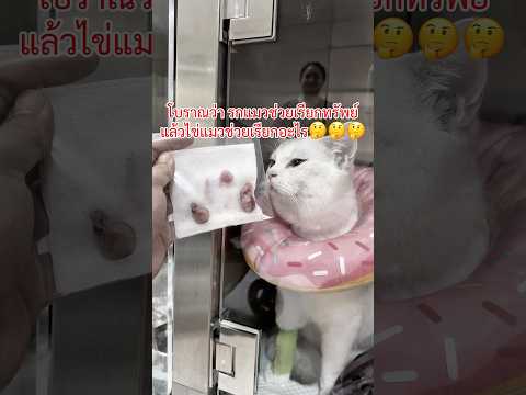 สงสัยจัง #ชิเมจิบุตรชายเพียงคนเดียวของตระกูลเห็ด #ตระกูลเห็ด #เสี่ยทรัฟเฟิล