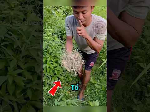 ‼️Phát Hiện Sinh Vật Lạ Trong Chiếc Tổ Chim ❗️ #pets #shorts