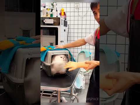 Cats attack humans#cat #pets