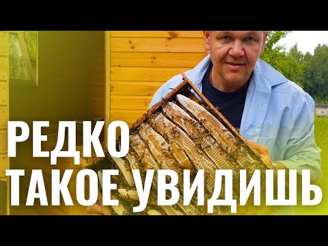 УВИДЕЛ И ЗАСНЯЛ ВПЕРВЫЕ, ХОТЯ С ДЕТСТВА НА ПАСЕКЕ.