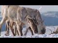 Caribou Winter Behavior and Adaptations