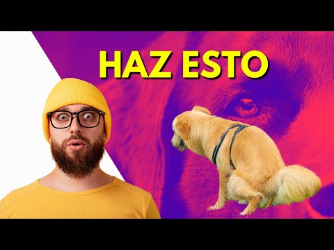 Enseña a tu perro a hacer sus necesidades en el lugar correcto.