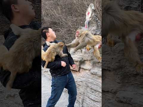 It's another day of love and hate with the monkey babies. I don't know what the monkeys are thinking