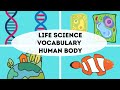 Human Body Systems and Functions