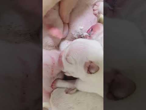 #asmr#shorts#pet#dog#개#애완 동물