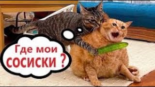 🐱СМЕШНЫЕ