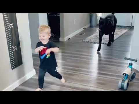 The Truth About Cane Corso Temperament and Personality