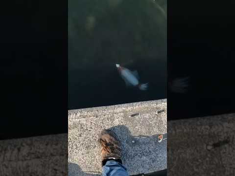 ５キロのイカをエギングで捕獲しました #ヘビさんのアウトドア日誌