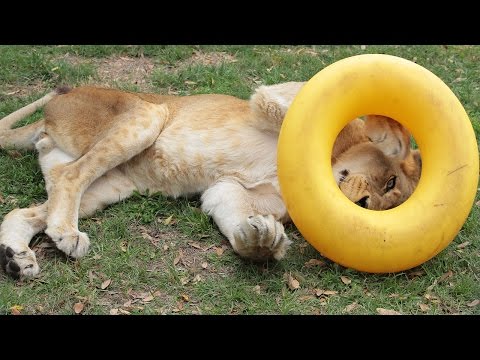 A Lion And His New Toy