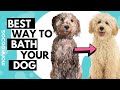 Dog Bathing Best Practices