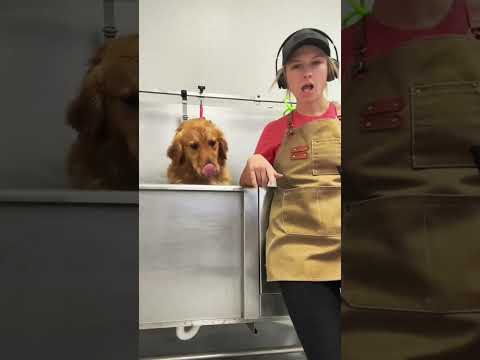 Golden Retriever Energy #funny #petsrule #dog