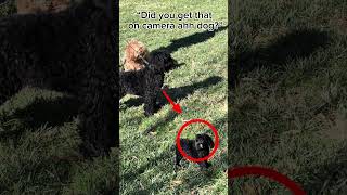 Scary dawg #carolinapanthers #football #sports #cockapoos