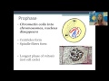 Exploring the Mitosis Cell Cycle and Its Relation to Cancer