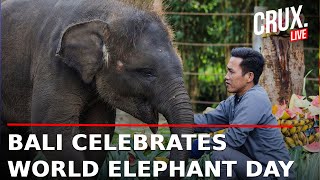 Live| Bali Zoo Celebrated World Elephant Day With Special Food Enrichment Program For Baby Elephant