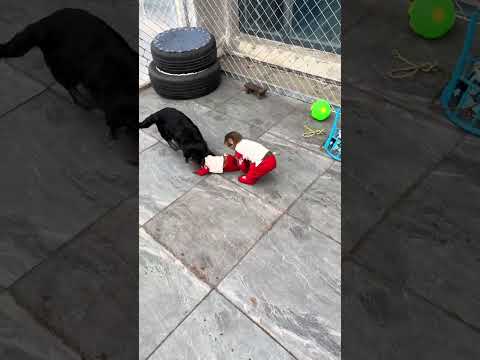 What are you two doing? Little monkey. Confusing behavior of animals. Zoo. Cute pets. Small animals