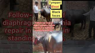 Follow up case of diaphragmatic hernia l Bloat l Tympani l dr Umar Khan