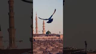 tu shamme risaalat he #naat #owaisrazaqadri #newnaat #shorts