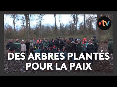 80 ans de la Libération de l'Alsace : des arbres plantés pour la paix