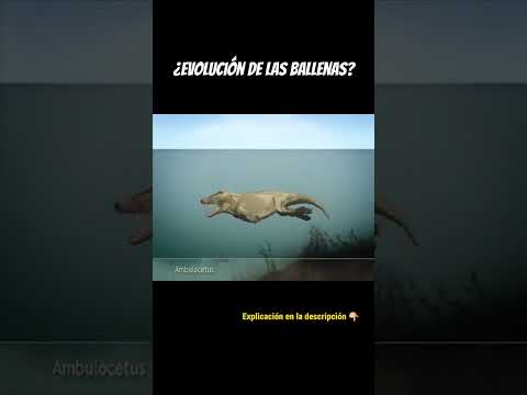 EVOLUCI脫N DE LAS BALLENAS 馃悑