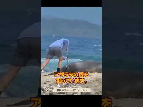 アザラシの尻をねらう女 | 癒し動画