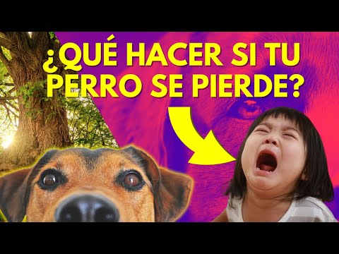 ¡Mi perro se perdió y así logré encontrarlo! Consejos que debes conocer