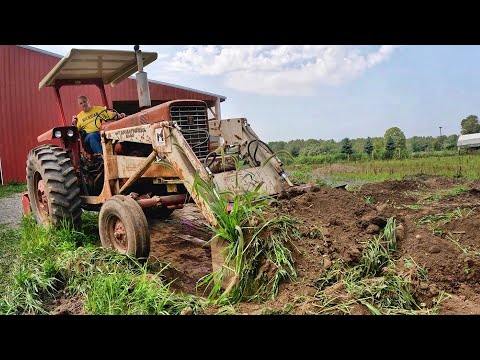 Playing in the Dirt (with) Pregnant Pigs