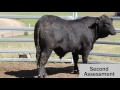 Muscle Scoring in Livestock Assessment