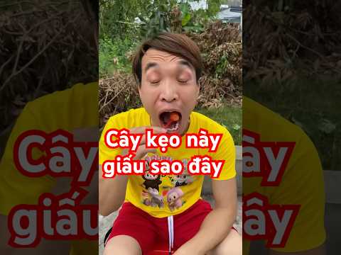 Cây kẹo này giấu sao đây