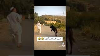 Funny Cow 🐄 haha 🤣🤣