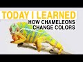 Chameleon Color Change and Vulture Feeding Habits