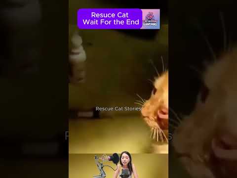 Kitten’s Eye Infested by Botfly – A Shocking Rescue #CatRescue #RescueCat #animalrescue #cat #kitten