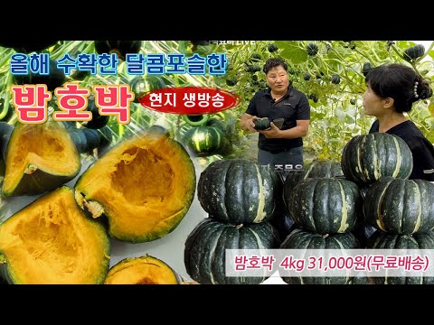 🔴 오래 기다린 올해 밤호박, 잘 숙성되고 있습니다.