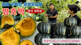 🔴 오래 기다린 올해 밤호박, 잘 숙성되고 있습니다.