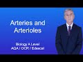 Functions and Roles of Arteries and Arterioles