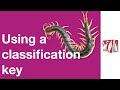 Millipedes and Invertebrate Classification