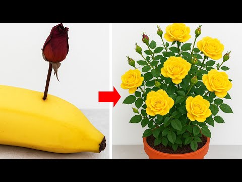 100% Success! Easiest Way to Propagate Roses from Cuttings at Home